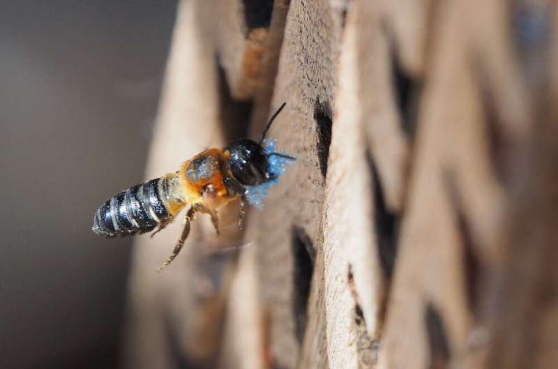 Bees, Memory, and Microplastics: A New Danger to Nature
