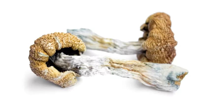 Magic Mushrooms and Alzheimer's: A Remarkable Case