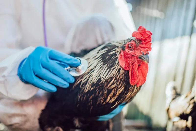 Bird Flu Found to Kill Most Infected Cats, Raising Human Risk Concerns